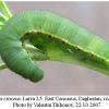colias croceus larva5a